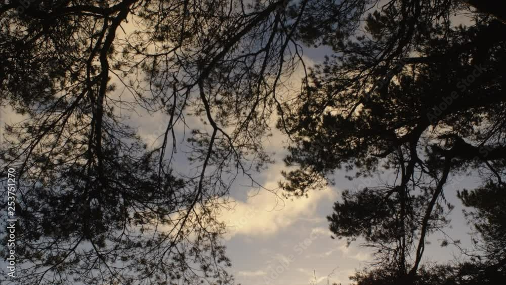 A SILHOUETTE SHOT with a blue sky and clouds in motion, looking through tree branches. ZOOM OUT, POV SHOT. A SILHOUETTE SHOT with a blue sky and clouds in motion, looking through tree branches. ZOOM OUT, POV SHOT.