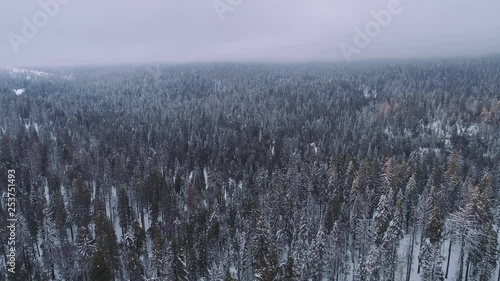 Aerial shot flying over forest, lots of snow in winter. Overcast, grey day. Quiet and peaceful.