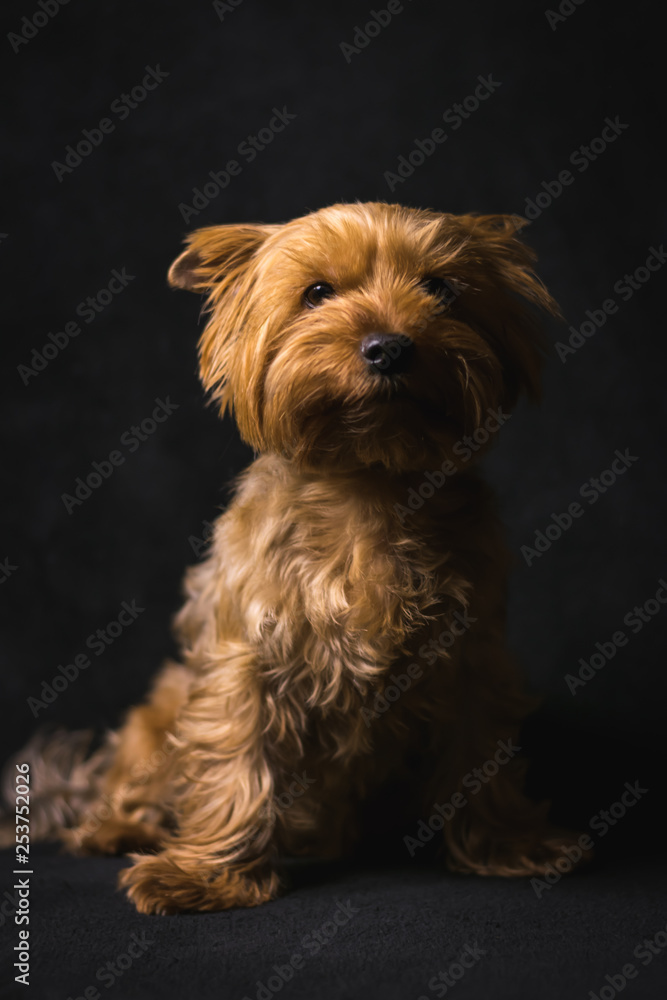 dog, yorkshire terrier, on a black background dog, yorkshire terrier, on a black background