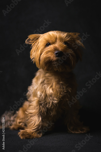 dog, yorkshire terrier, on a black background