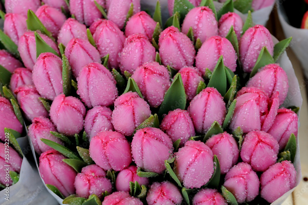 Tulip flowers at the Keukenhof garden, The Netherlands Tulip flowers at the Keukenhof garden, The Netherlands