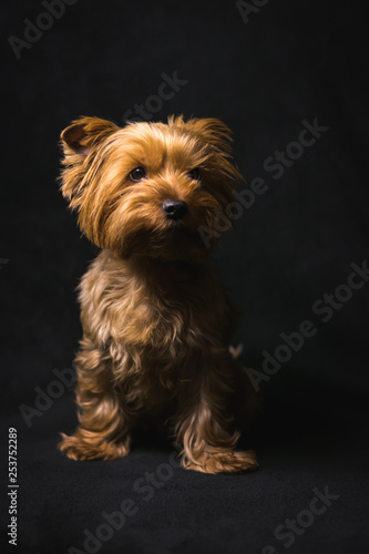 dog, yorkshire terrier, on a black background