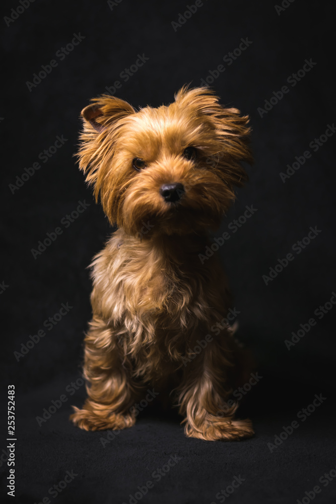 dog, yorkshire terrier, on a black background