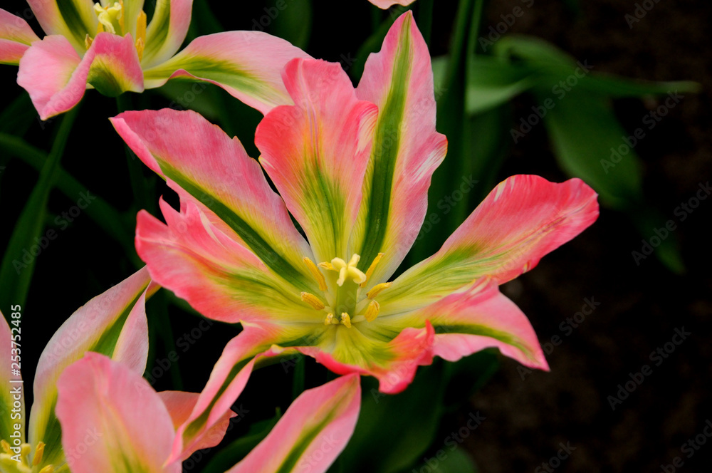 Tulip flowers at the Keukenhof garden, The Netherlands Tulip flowers at the Keukenhof garden, The Netherlands