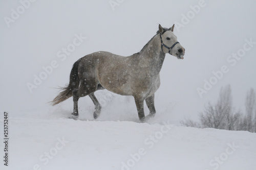 arab horse on a snow slope (hill) in winter. horse shows tongue. The stallion is a cross between the Trakehner and Arabian breeds. In the background are trees and a snag.