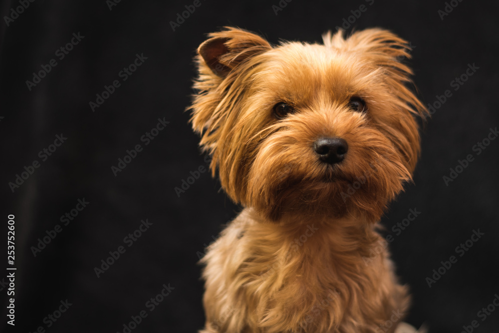 dog, yorkshire terrier, on a black background dog, yorkshire terrier, on a black background