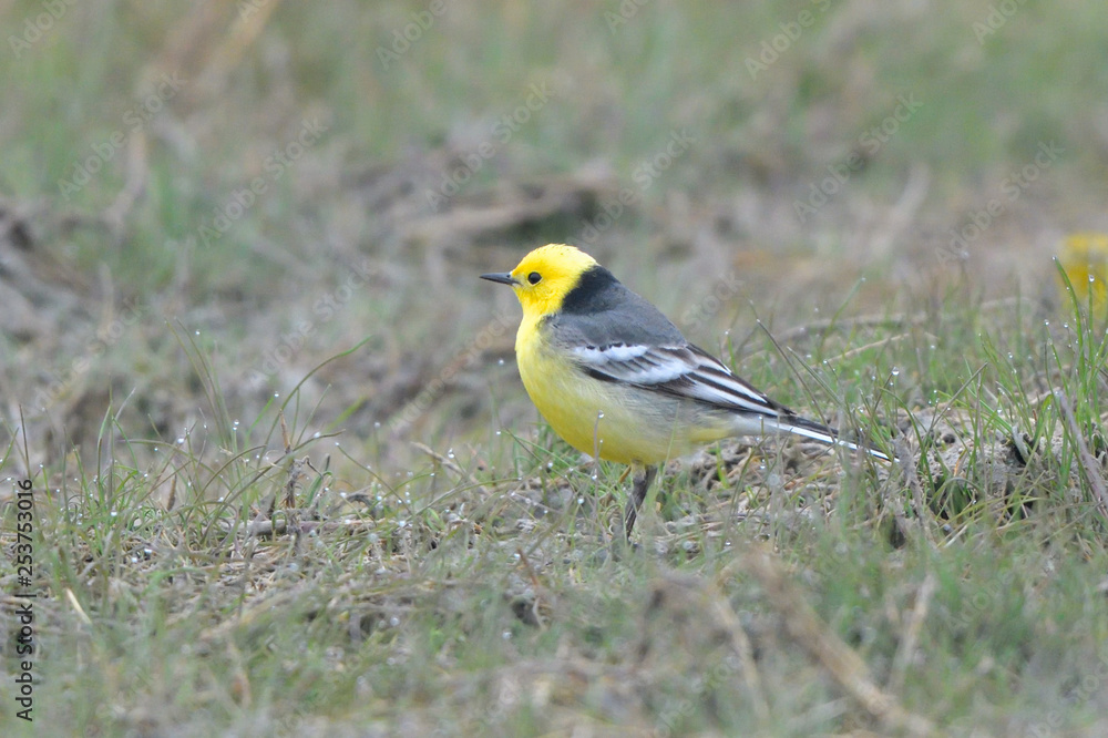 Citrine wagtail on the ground Citrine wagtail on the ground