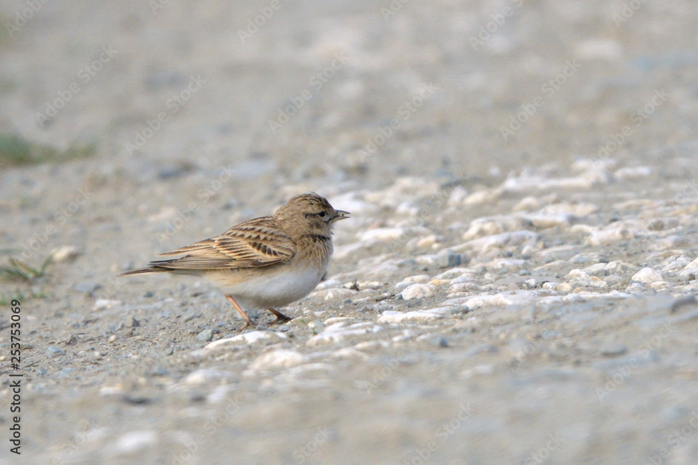 Greater short-toed lark on the ground Greater short-toed lark on the ground