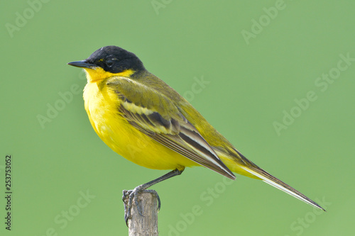 Yellow Wagtail in Springtime
