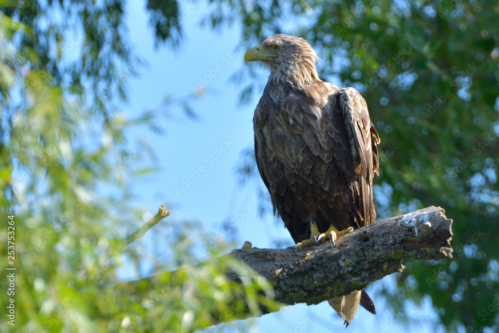 Fototapeta premium White Tailed Eagle on a branch
