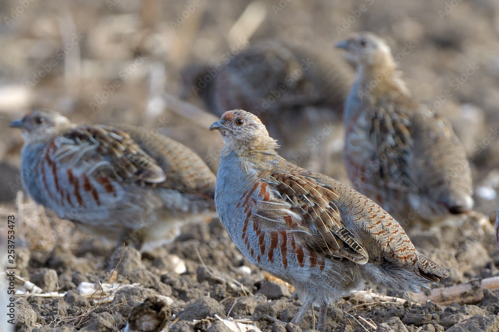 Common Partridge