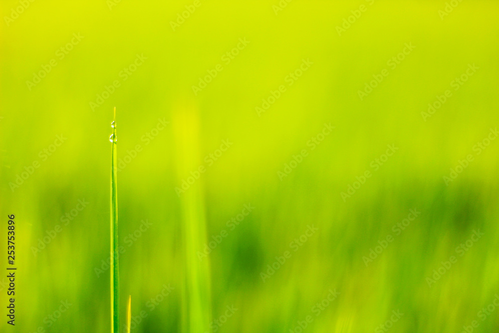 Green grass background Green grass background