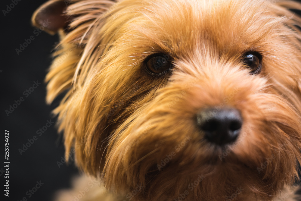 Naklejka premium dog, yorkshire terrier, on a black background