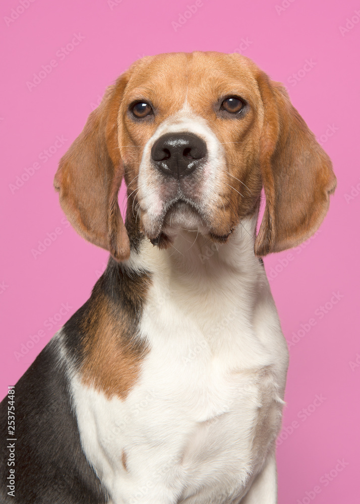 Portrait of a beagle looking at the camera on a red background in a vertical image