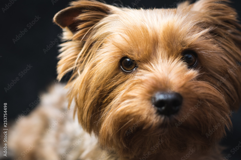 dog, yorkshire terrier, on a black background