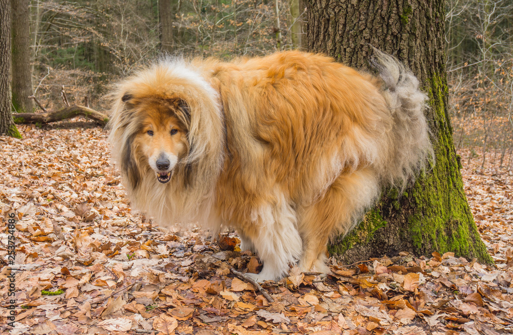 Tierverhalten Hund Collie Defäktion im Wald - Animal behaviour dog Collie  Defection in the forest Stock Photo | Adobe Stock