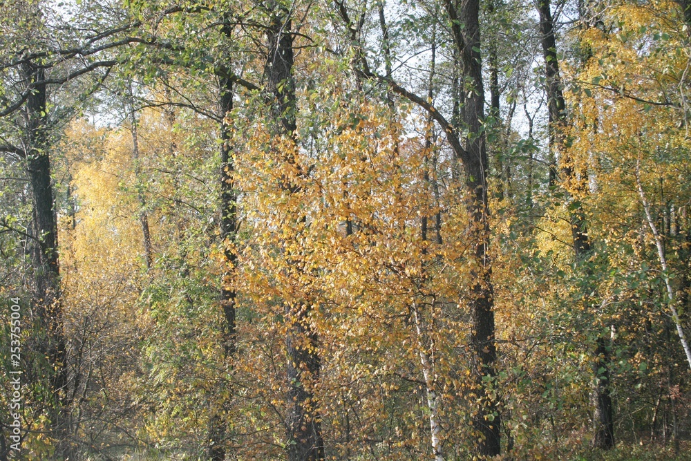 Autumn forest autumn nature