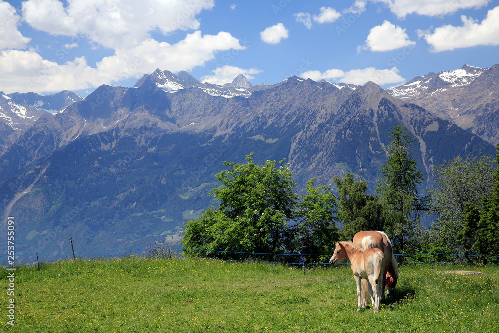 Haflinger Pferd mit Fohlen, Südtirol, Italien, Europa