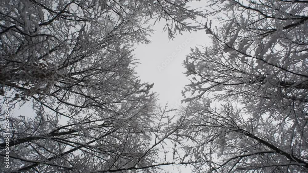 Snowy forest. Vertical up Shooting. Tree branches move. Von gray sky. Snowy forest. Vertical up Shooting. Tree branches move. Von gray sky.