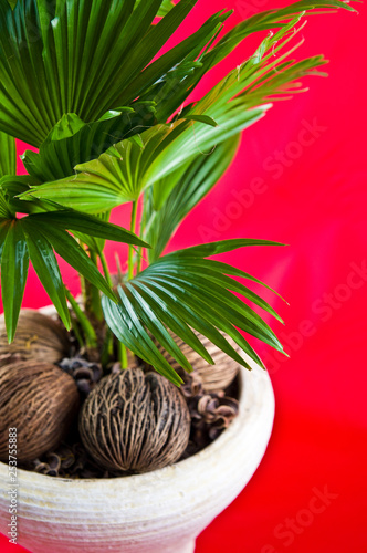 Fan plant in a pot home decoration on red