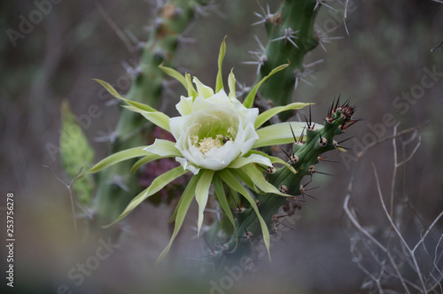 Cactus (Harrisia adscendens) photo