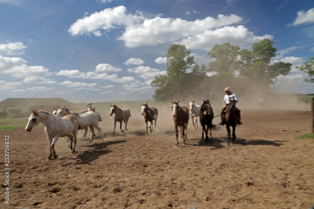 Horses, Pampas, Argentina