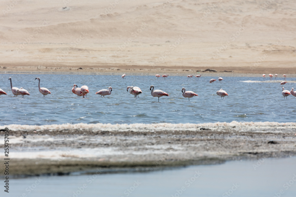 Fototapeta premium Flamingos in Paracas, Peru.