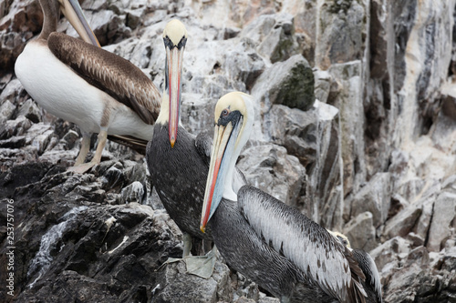 Ballestas Islands, Perù