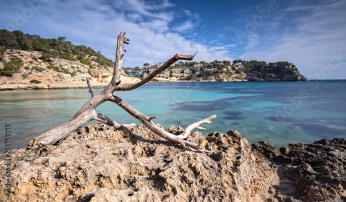 Tree on the Rocks at the Bay of Portals Vells in Mallorca  Spain 