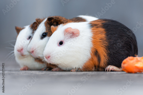 Three guinea pigs looking in the same direction