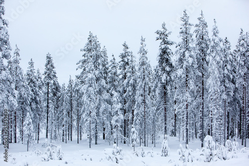 Snow winter forest. Santa claus village lapland finland