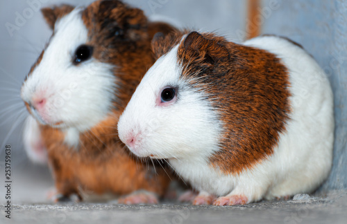 Three guinea pigs looking in the same direction