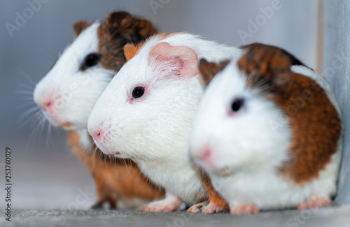 Three guinea pigs looking in the same direction