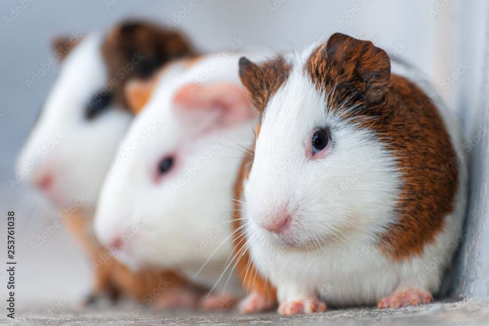 Three guinea pigs looking in the same direction Three guinea pigs looking in the same direction