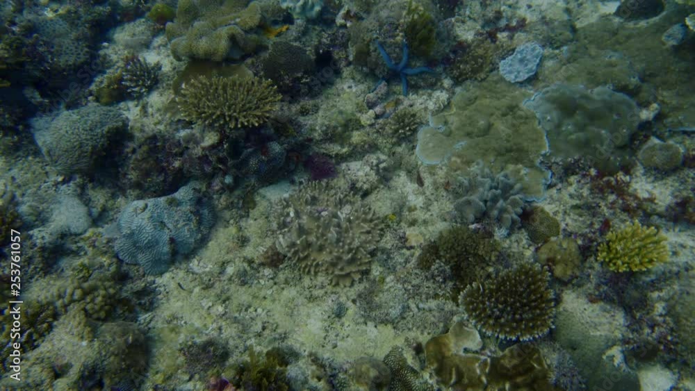 Underwater world in an ocean Underwater world in an ocean
