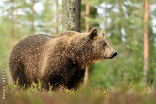 Bear in forest. European brown bear in forest.