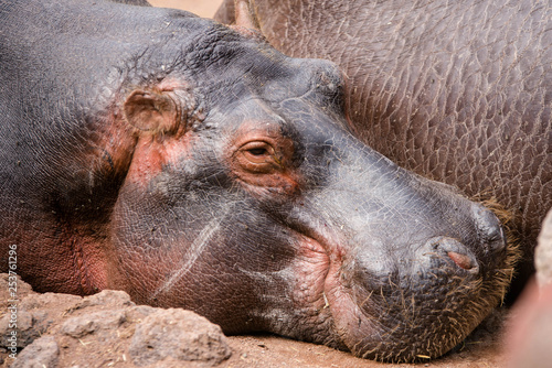 c'est l'heure de la sièste pour les hippopotames photo