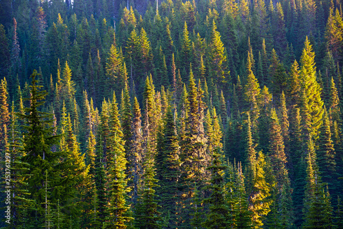 Forest at Mount Rainier National Park, Washington State, USA