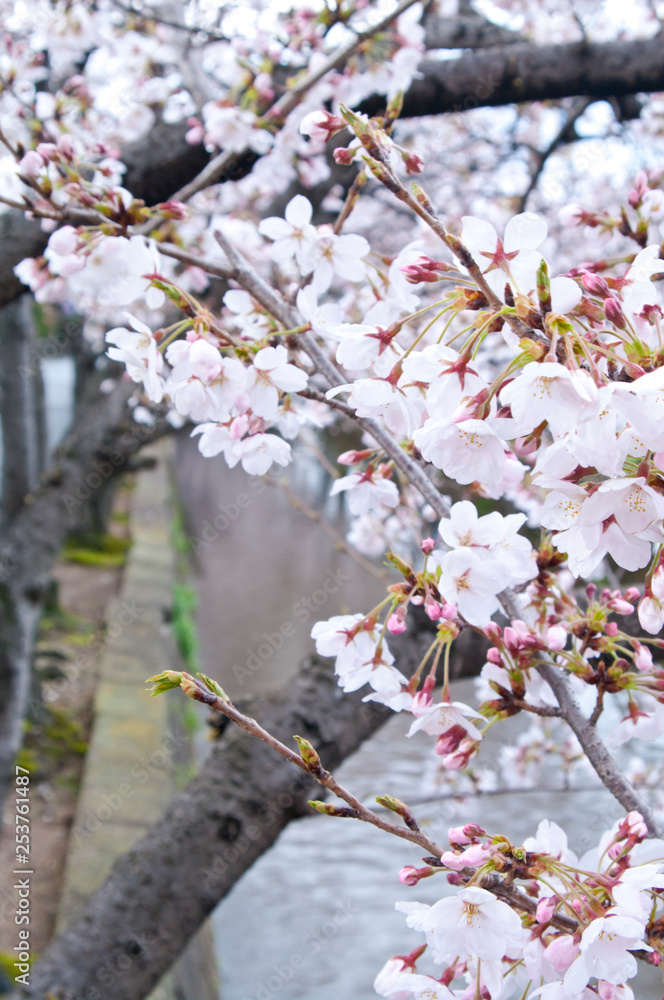 Scientific name is Cerasus ×yedoensis (Matsum.) Masam. & Suzuki ‘Somei-yoshino. Scientific name is Cerasus ×yedoensis (Matsum.) Masam. & Suzuki ‘Somei-yoshino.