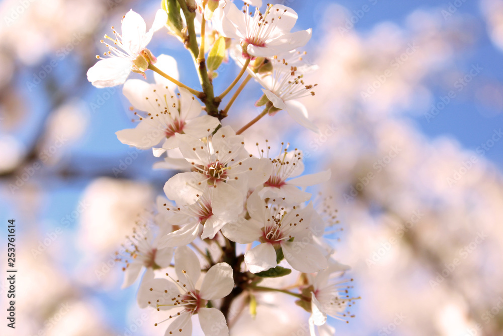 cherry tree blossom