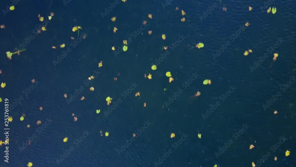 Aerial, birds eye, drone shot,over water lilies, in the blue waters of Johnson lake, in Kenai Peninsula of Alaska, USA Aerial, birds eye, drone shot,over water lilies, in the blue waters of Johnson lake, in Kenai Peninsula of Alaska, USA