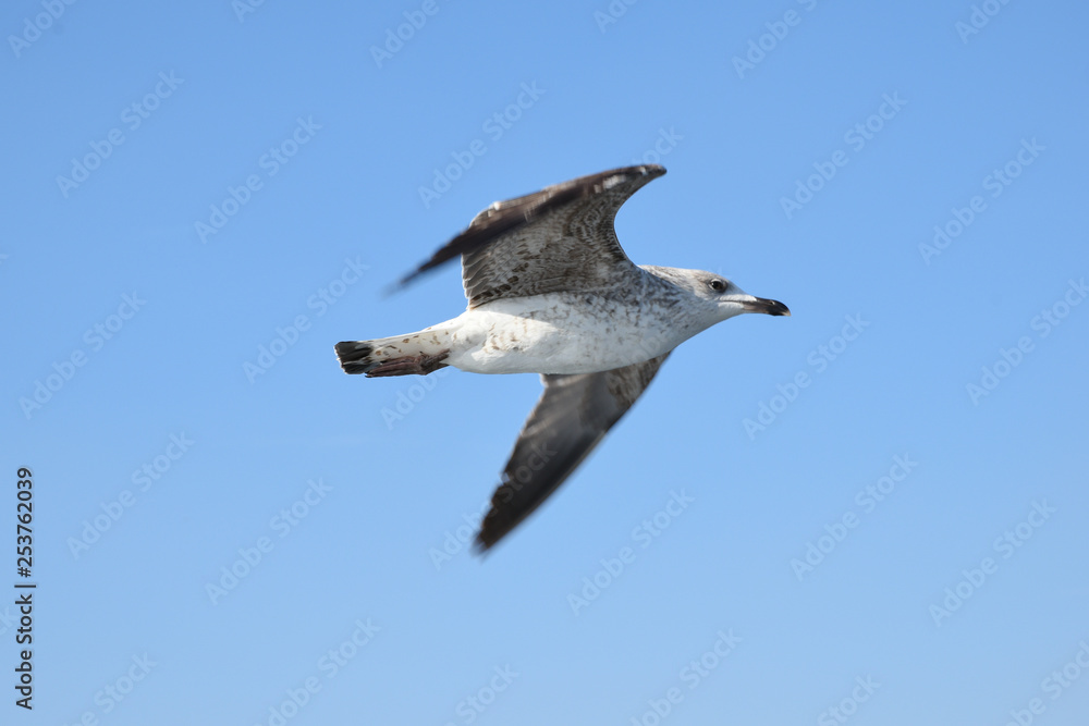 Obraz premium Seagulls are punk children of the sea.