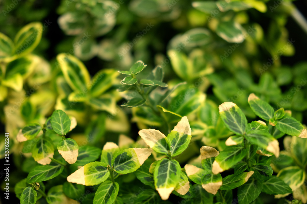 green plants in pots in garden store spring. green plants in pots in garden store spring.