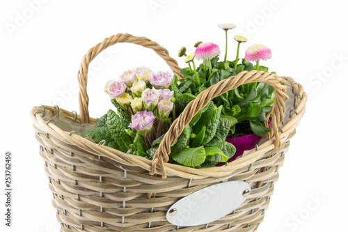 Frühlingsblumen im Korb freigestellt. Gefüllte Blüten Primular und Bellis Perennis photo