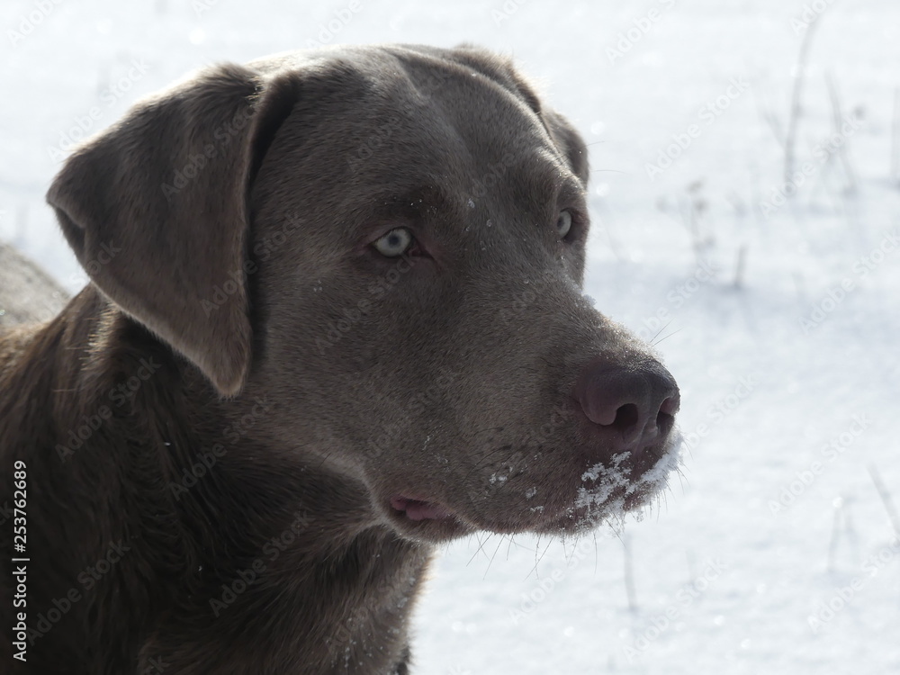 Silber Labrador Retriever im Schnee