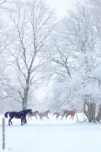 Running horses and snowy trees