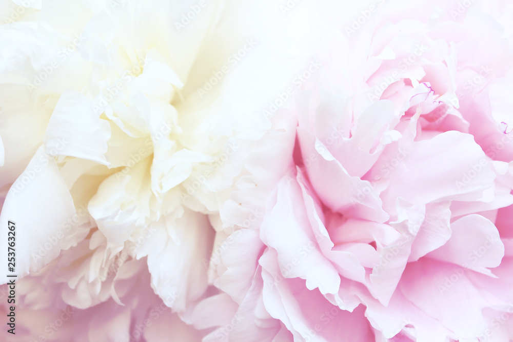Pink yellow peonies Pink yellow peonies