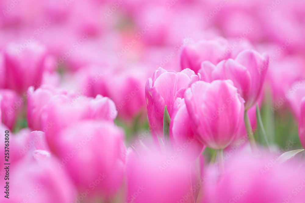 pink tulips in the garden