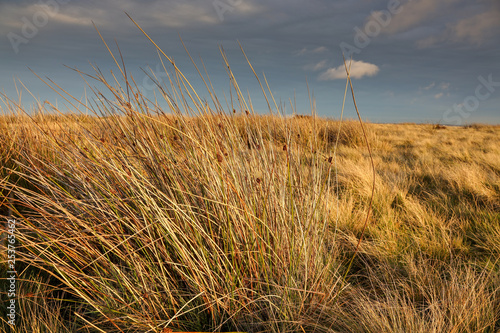 moor grass photo