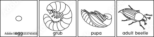 Coloring page with life cycle of cockchafer. Sequence of stages of development of cockchafer (Melolontha melolontha) from egg to adult beetle photo